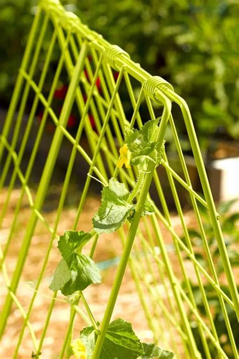 cucumber trellis ideas|trellis for cucumbers in containers.